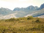 bushwalkers ahead on the port davey track tasmania