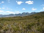 button grass plains south of scotts peak port davy track