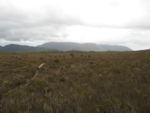 melaleuca port davy track