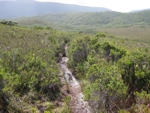 typical peice of south coast track tasmania