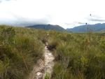 button grass plains south of scotts peak port davy track